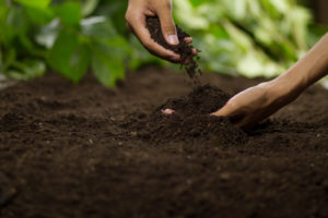 A brown person's hands touch rich, healthy soil.
