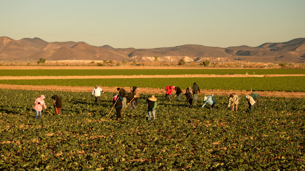 Farm workers work in a field. In the background are desert mountains. The sun is beating down on the farmworkers.