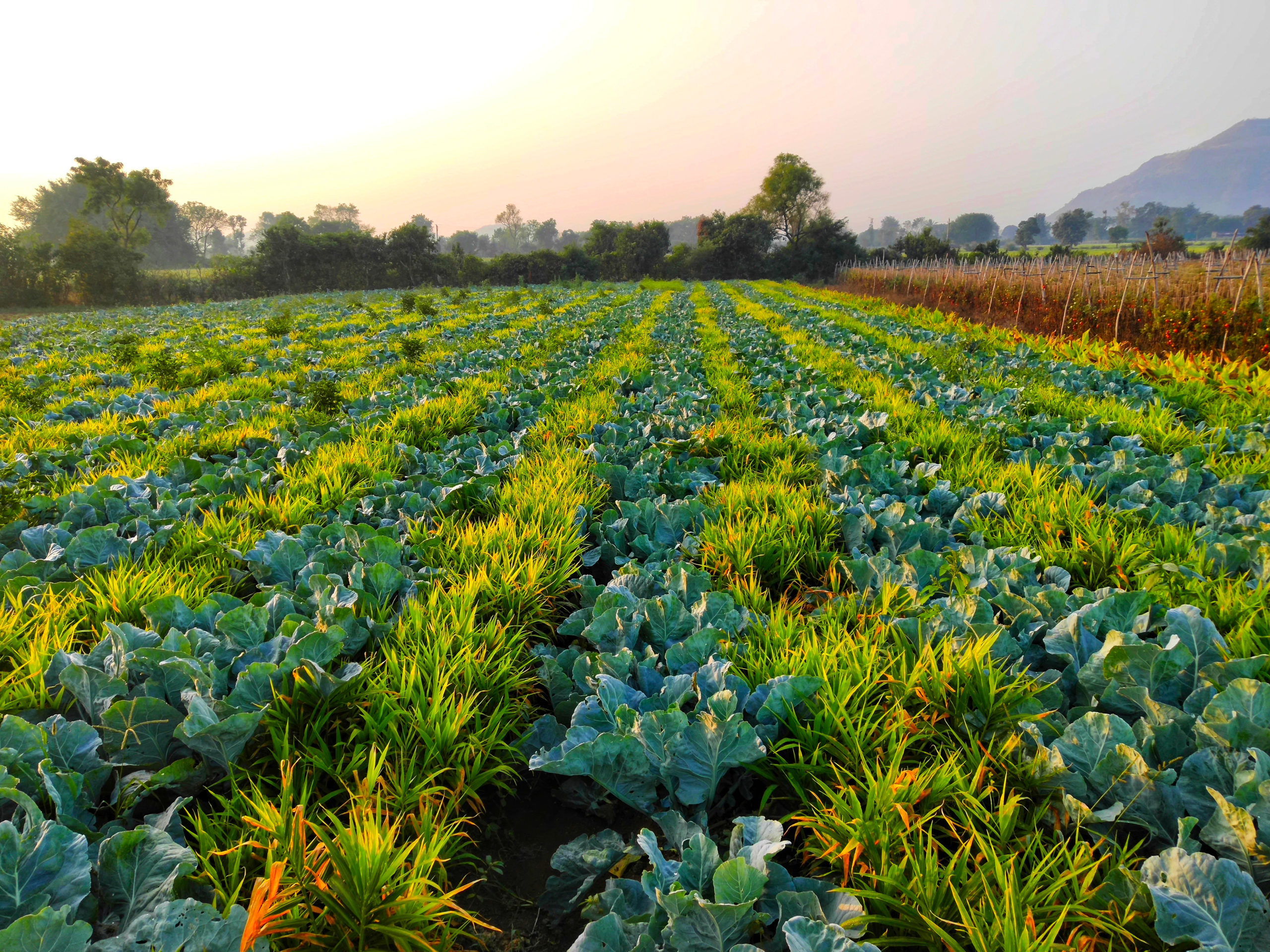 What Is The Meaning Of Mixed Cropping In Agriculture